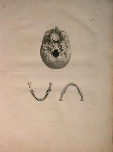 Albinus II, Pl. II, Koponya, illusztráció az „Emberi csontok táblázataiból”, Bernhard Siegfried Albinus (1697-1770), kiadó: J.undH. Verbeek, bibliop. 1753, Leiden, 1729 körül